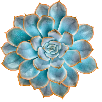 Wonderfull Joy bloeien