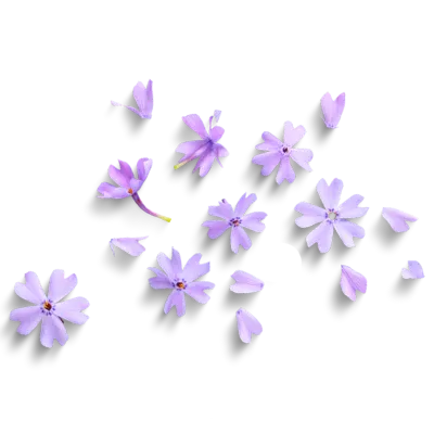 Paarse bloemen Wonderfull Joy